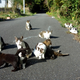 Illustration for article titled Cats Rule These Japanese Islands